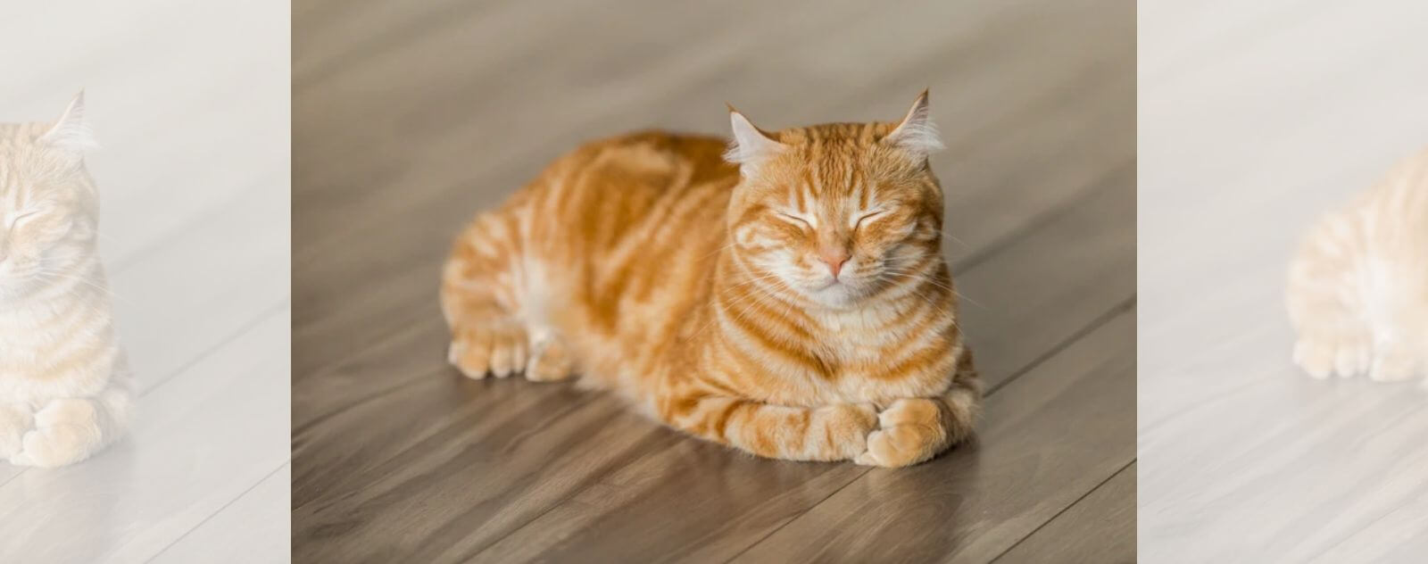 Ginger Cat Sleeping on the Parquet with Closed Eyes