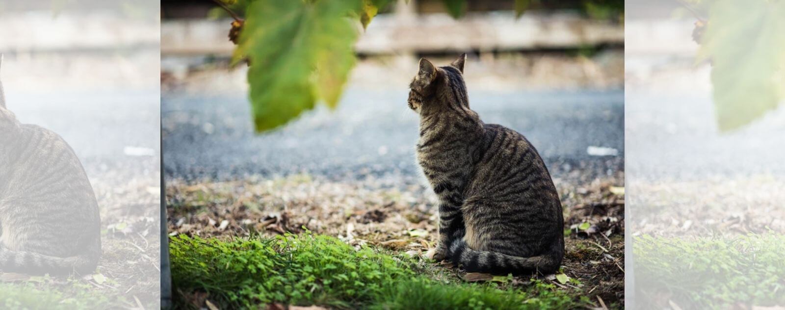 Gato atigrado gris enamorado mirando hacia otro lado junto a un río