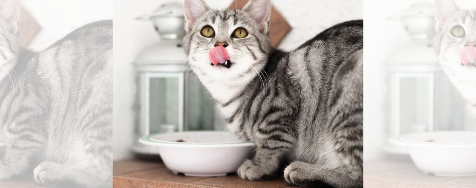 Gato atigrado gris comiendo y bebiendo un plato de leche