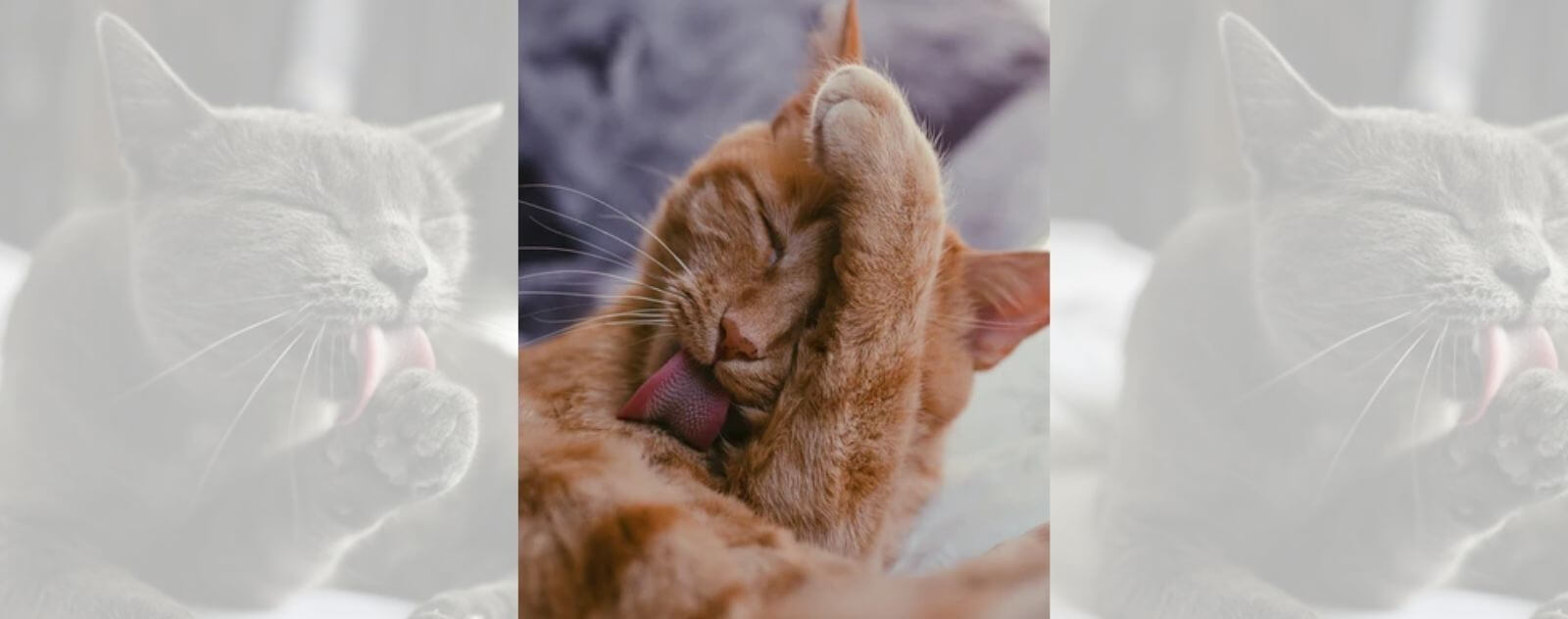 Gato que va al baño con su lengua áspera