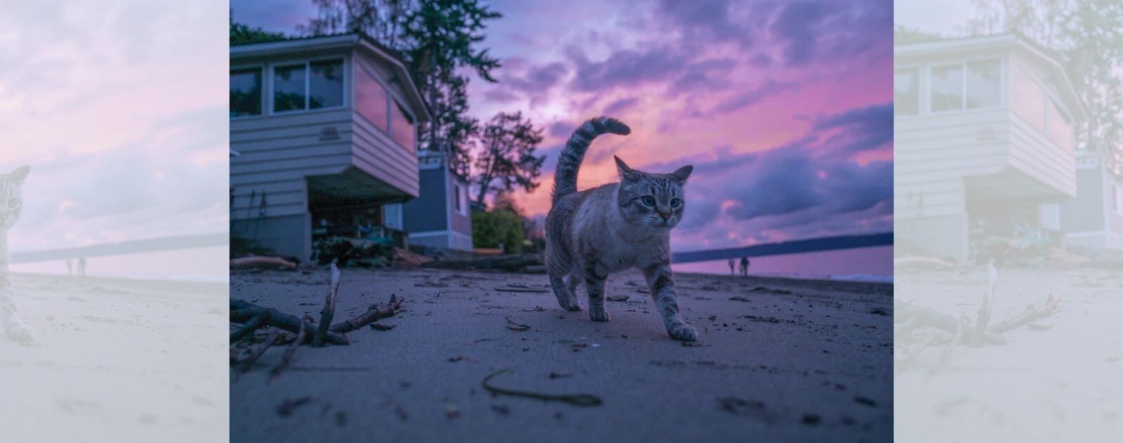 Gato caminando frente a una puesta de sol en la playa durante las vacaciones