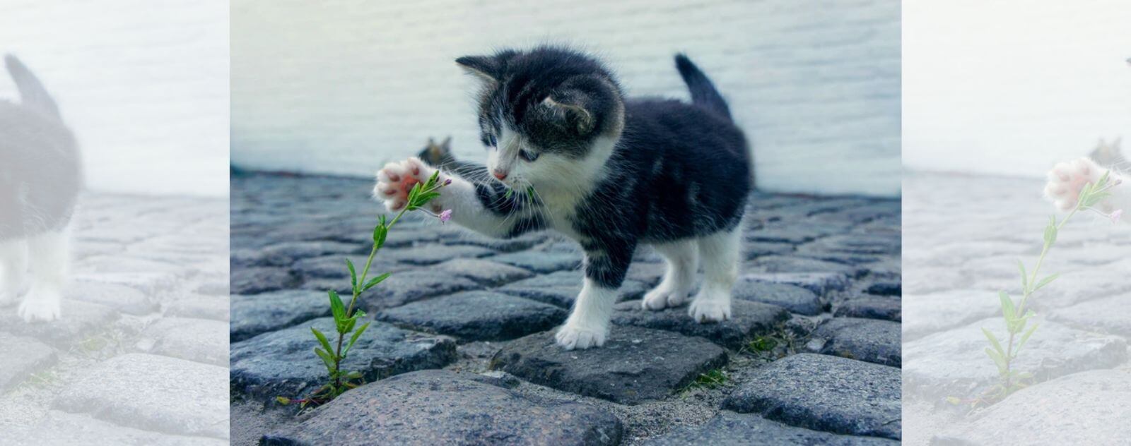 Gatito blanco y negro jugando afuera con una flor