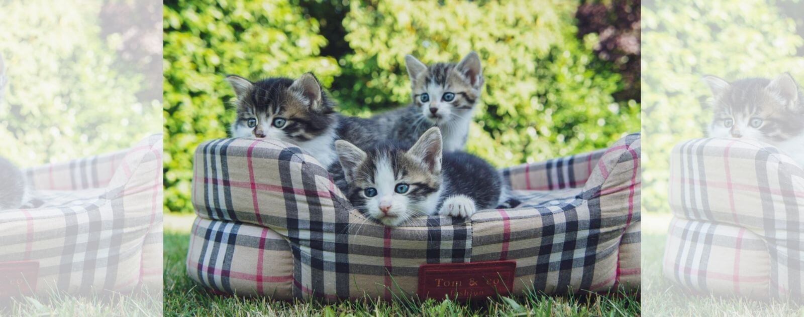 Gatitos grises en un sillón afuera en el bosque