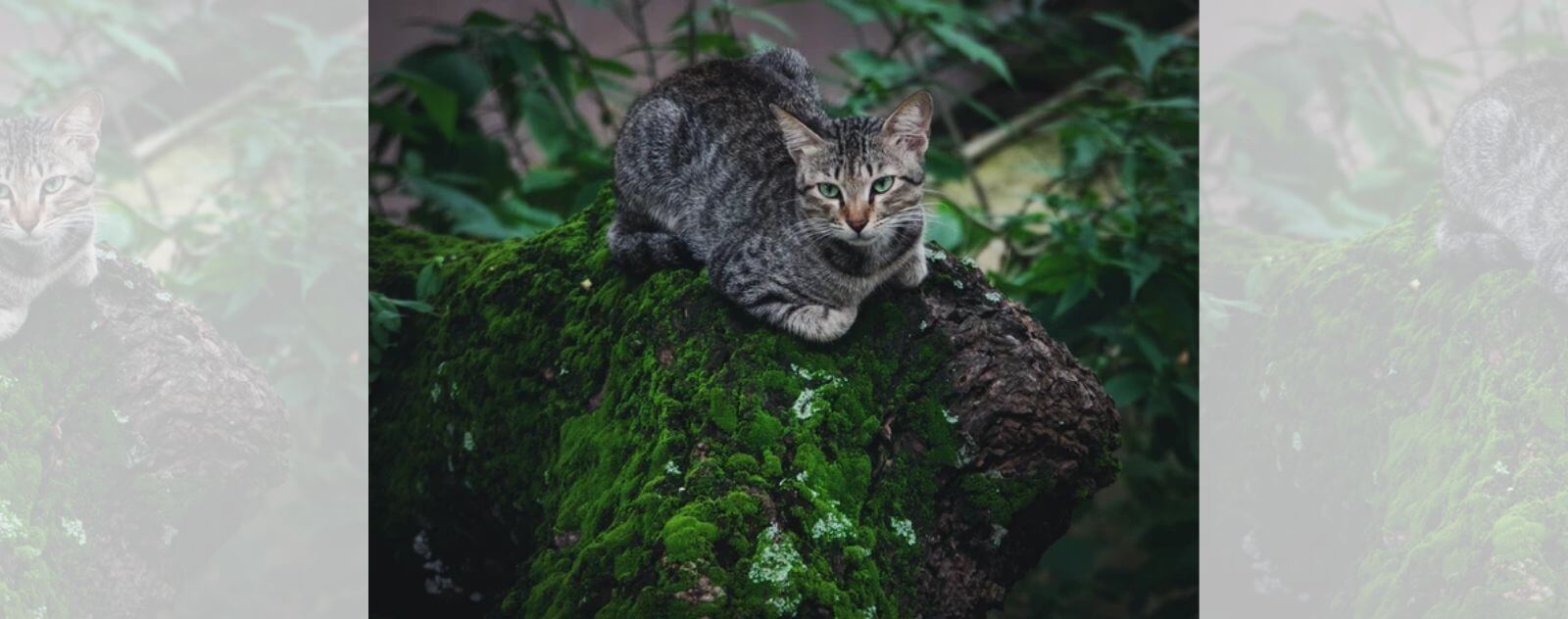 Gato gris acostado sobre un baúl con musgo en la naturaleza