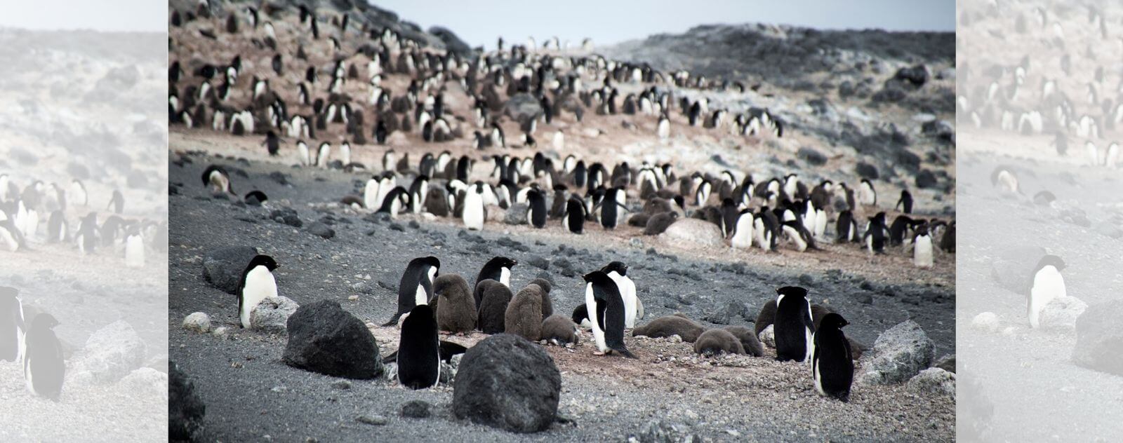 Colonia de pingüinos