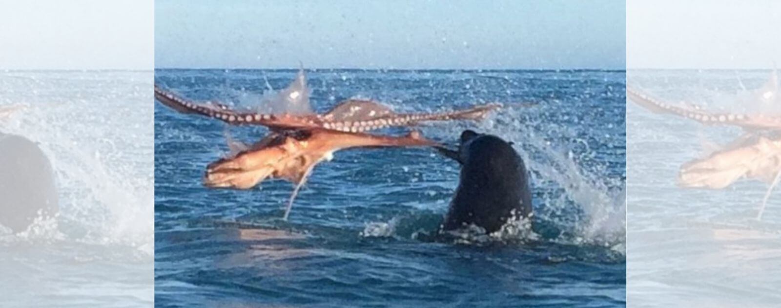 Lucha de pulpos contra tiburones.