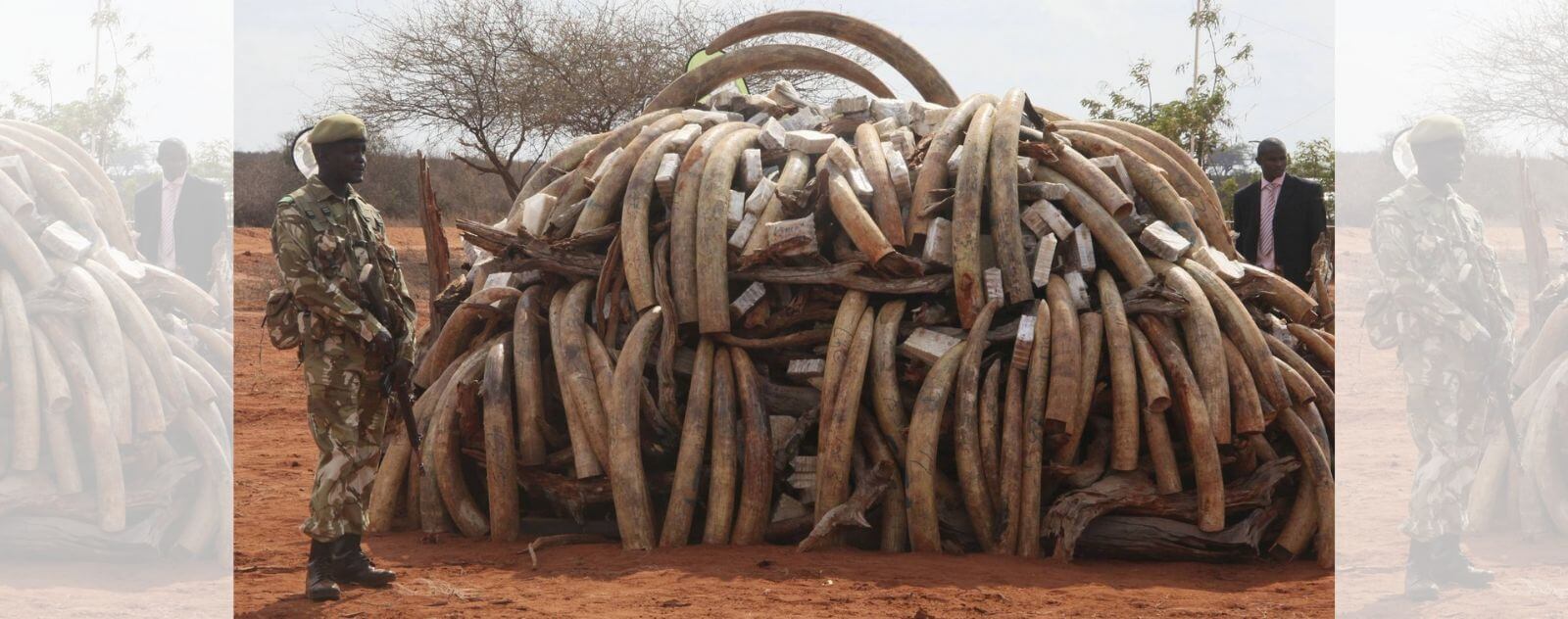 Trade in Ivory Tusks