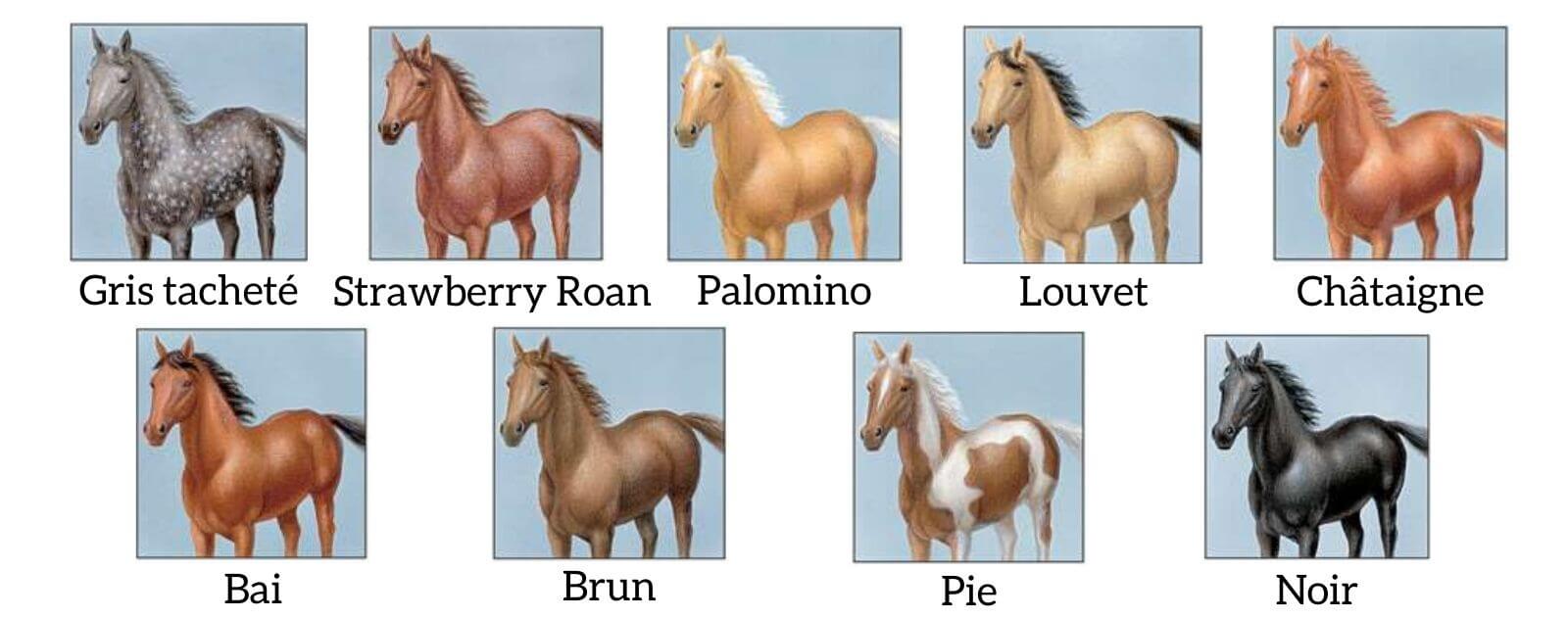 The Horse's Dresses