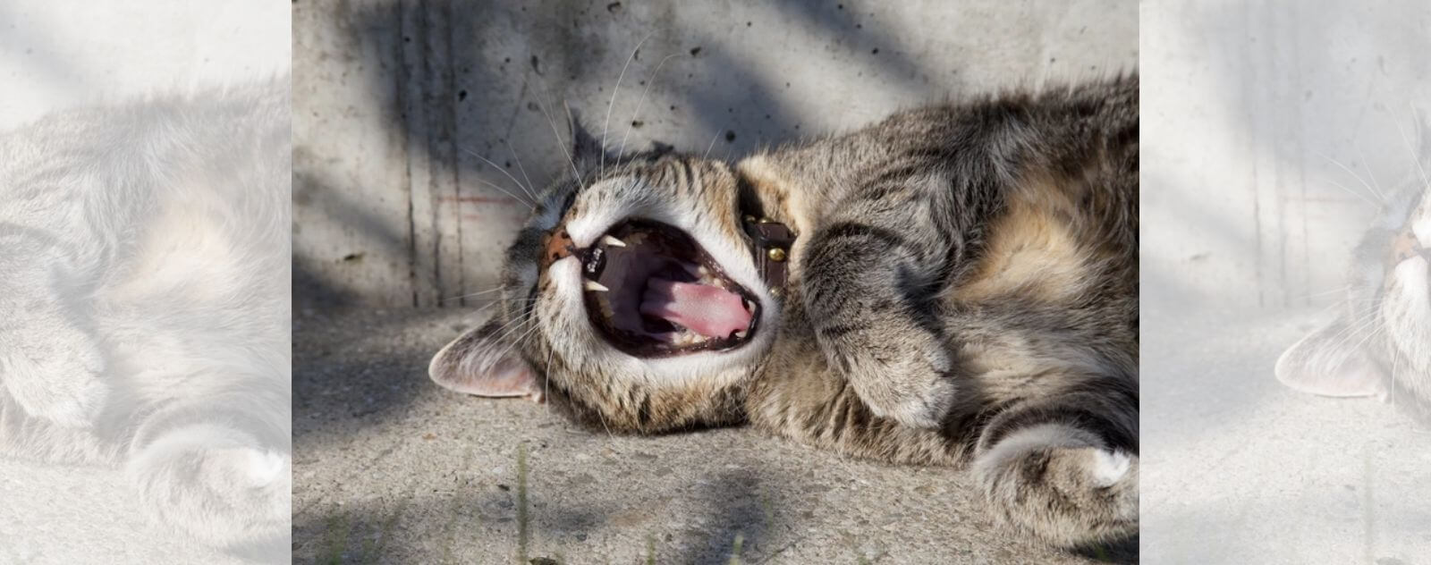 Gato bostezando con los dientes y la boca bien abiertos