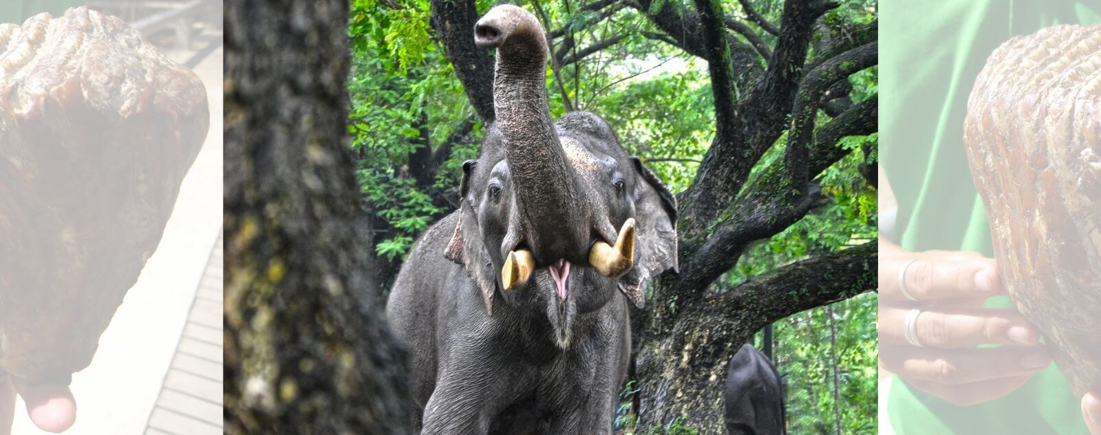 Elephant Teeth