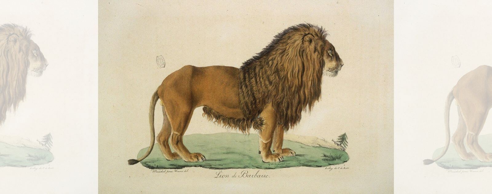 Drawing of the North African Barbary Lion (Panthera leo leo)