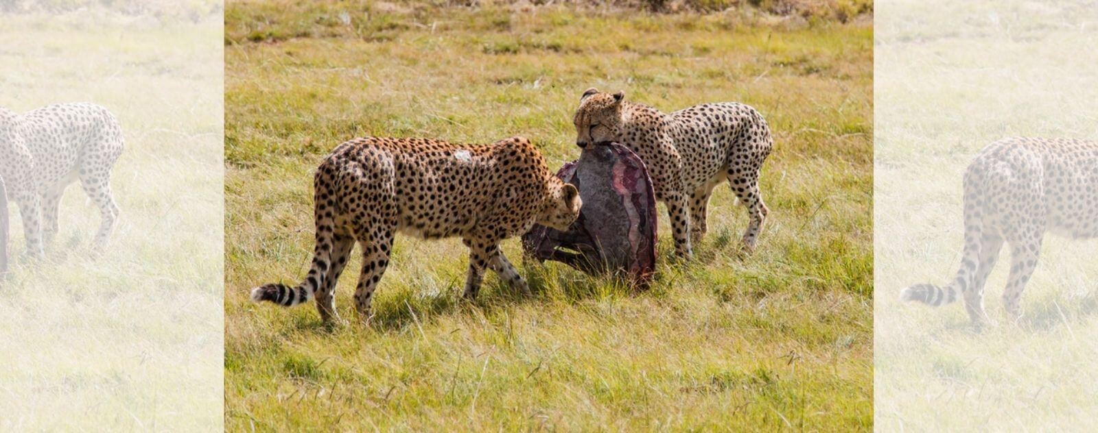 Dos guepardos en la sabana africana cazando y comiendo un trozo de ñu y antílope con carne roja