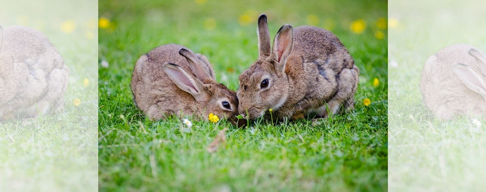 Deux Lapins avec un Pelage Gris dans un Prairie d'Herbe Verte