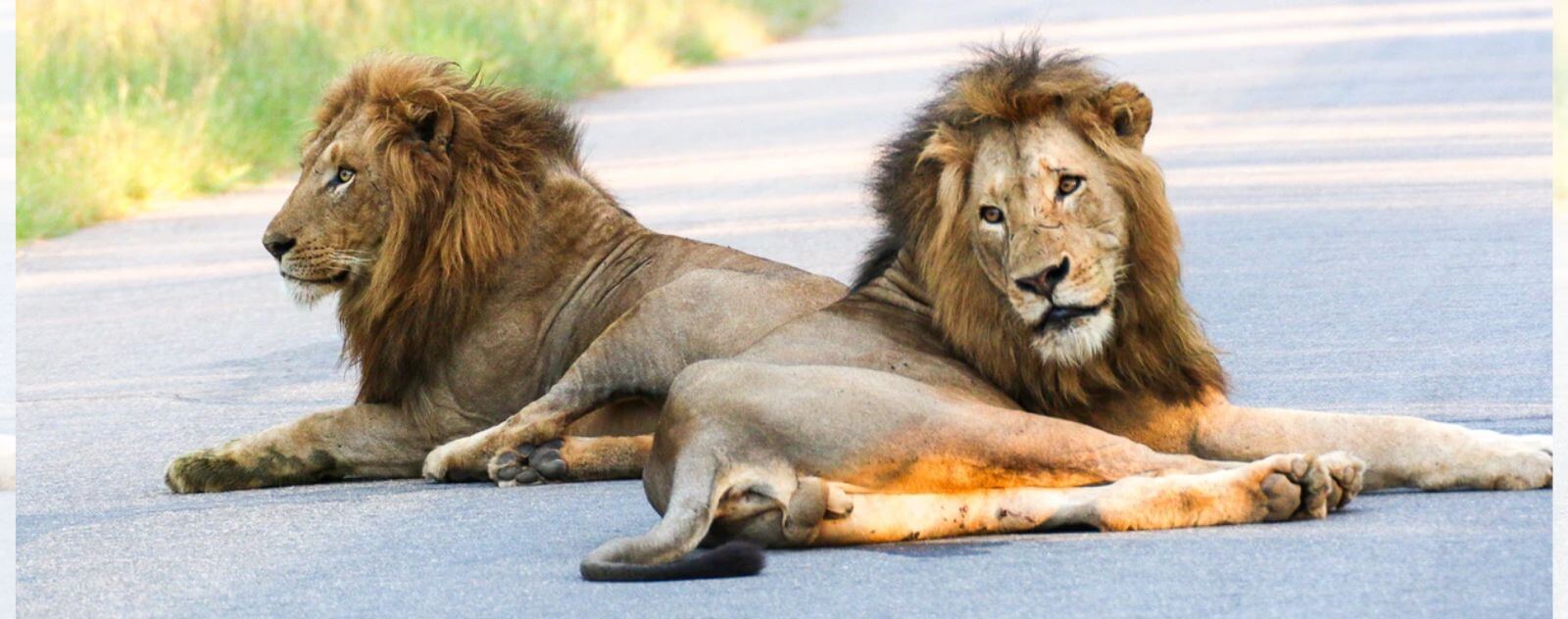 Two Nomadic Lions Lying on the Road