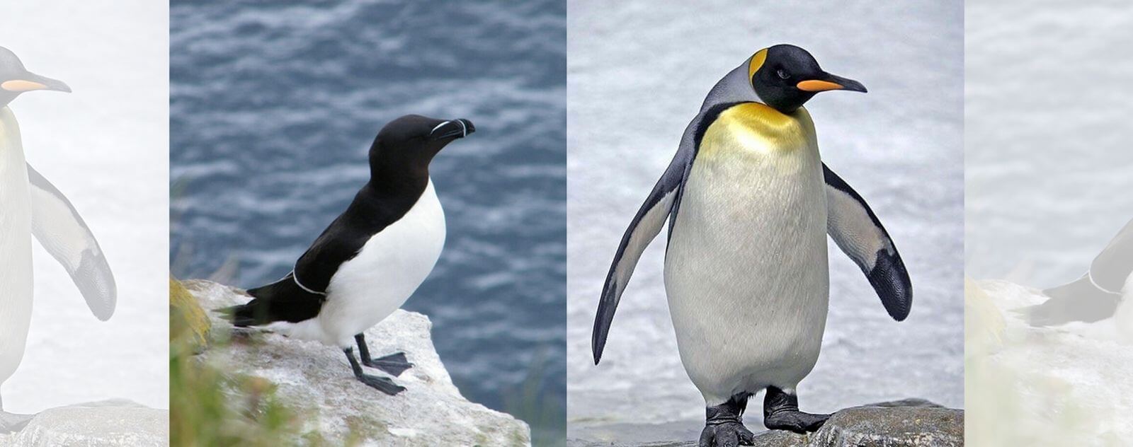Difference Pingouin Manchot