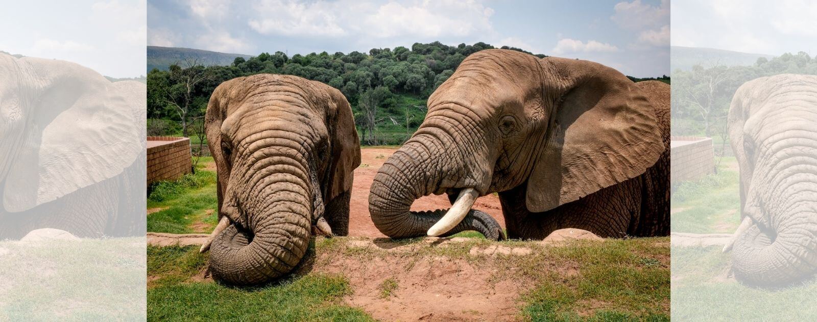 Elefante acostado con sus grandes colmillos