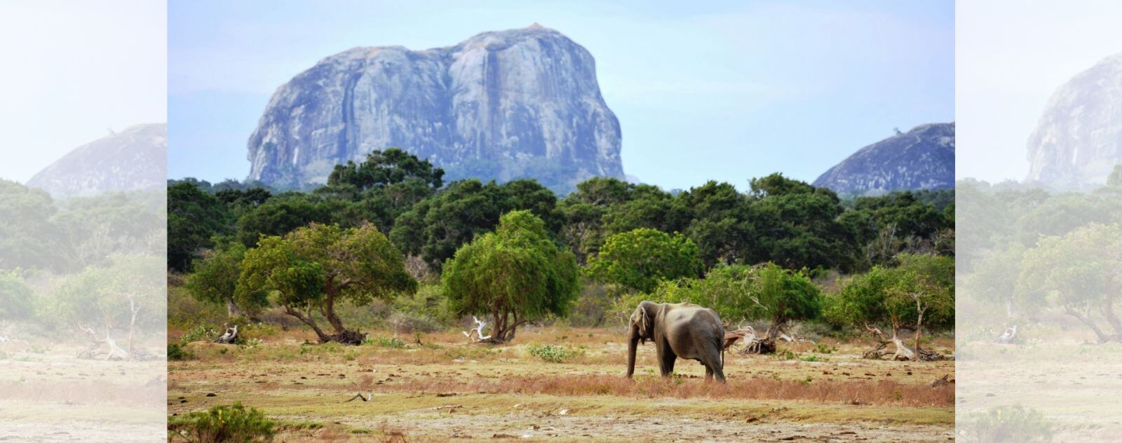 Elephant During Drought