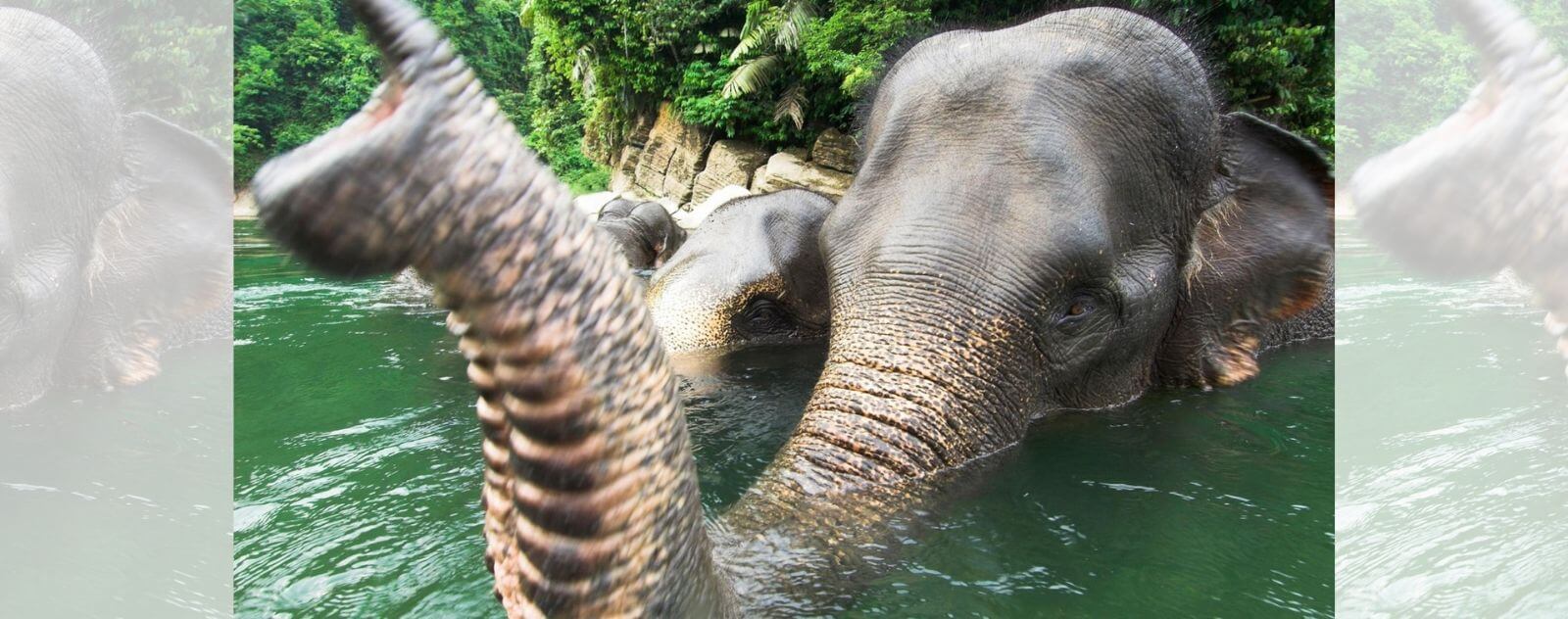 Elefante asiático en el agua de un río.