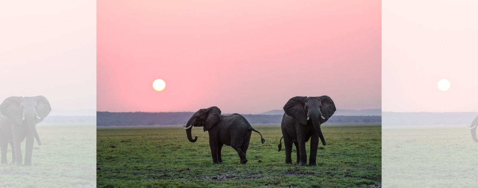 Elephant in the Savannah at Sunset