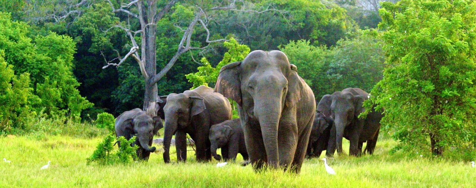 Elefante de Sri Lanka