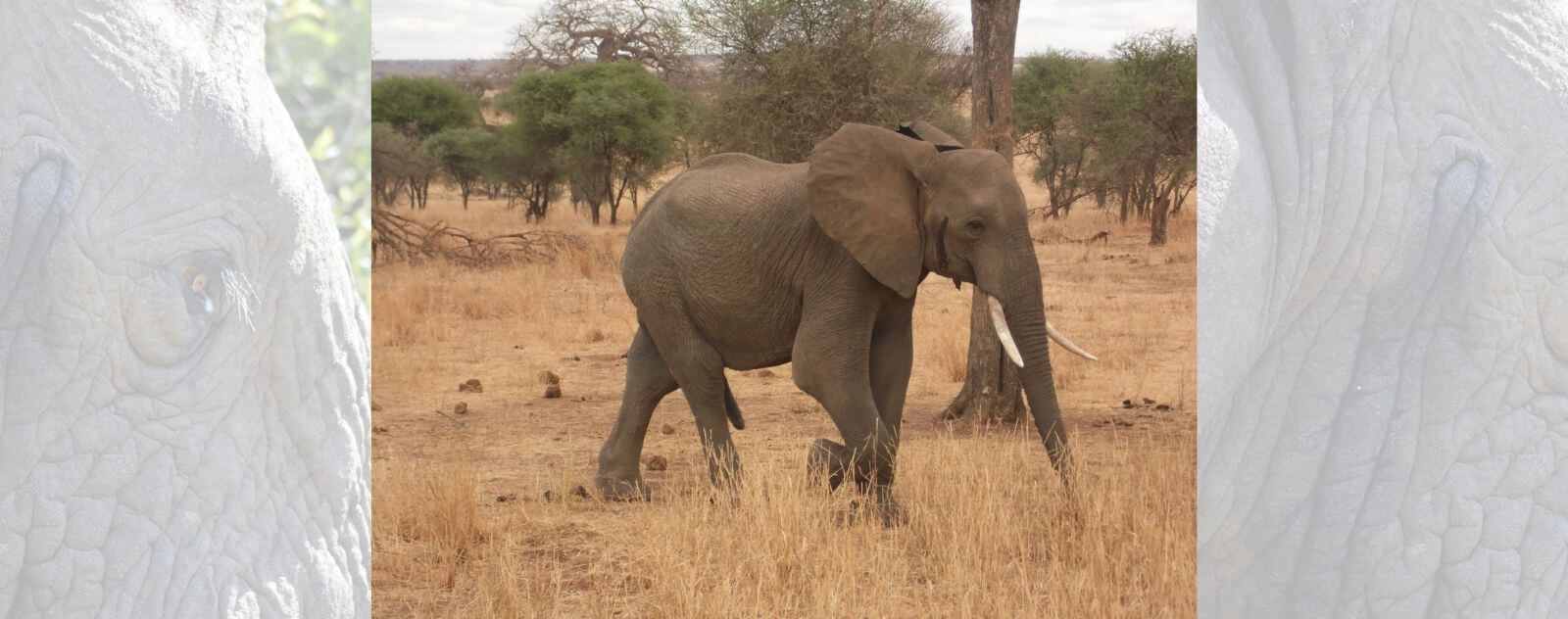 Elefante en Musth (Período de Musth)