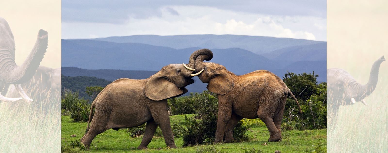 Elephant trumpeting (trumpeting)