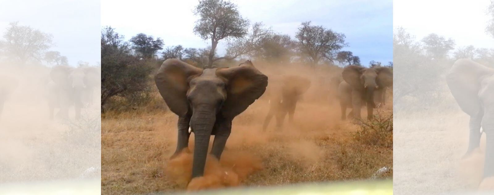 Éléphant qui Charge dans la Poussière