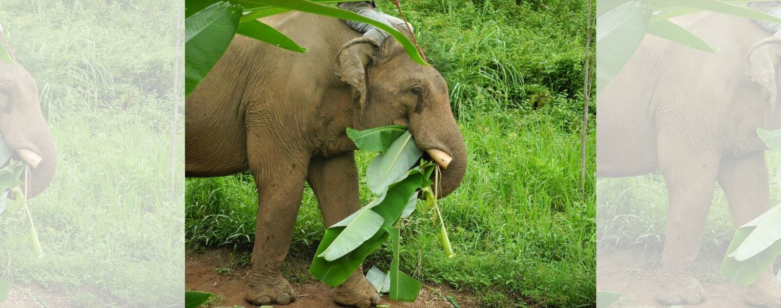 Éléphant qui Mange des Feuilles