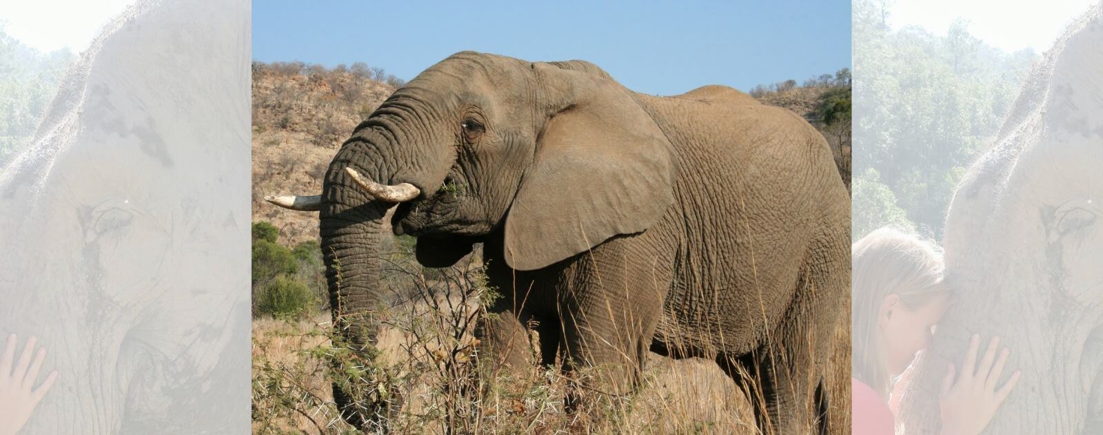 Elefante que está triste (Empatía)