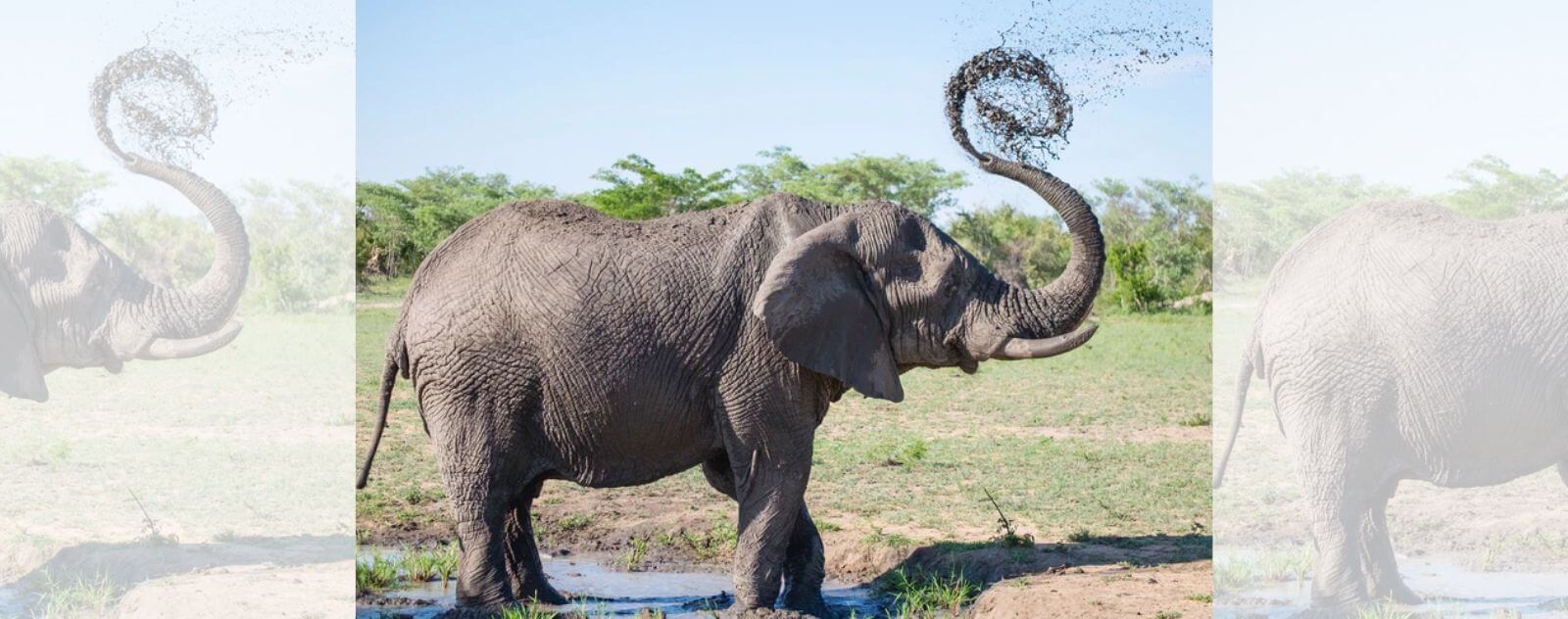 Elefante regándose con tierra y polvo con su trompa