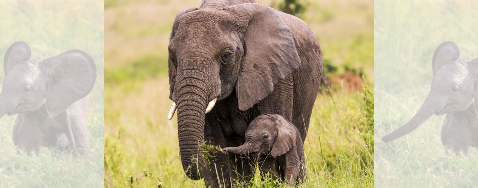 Elephant Calf with its Mother Elephant