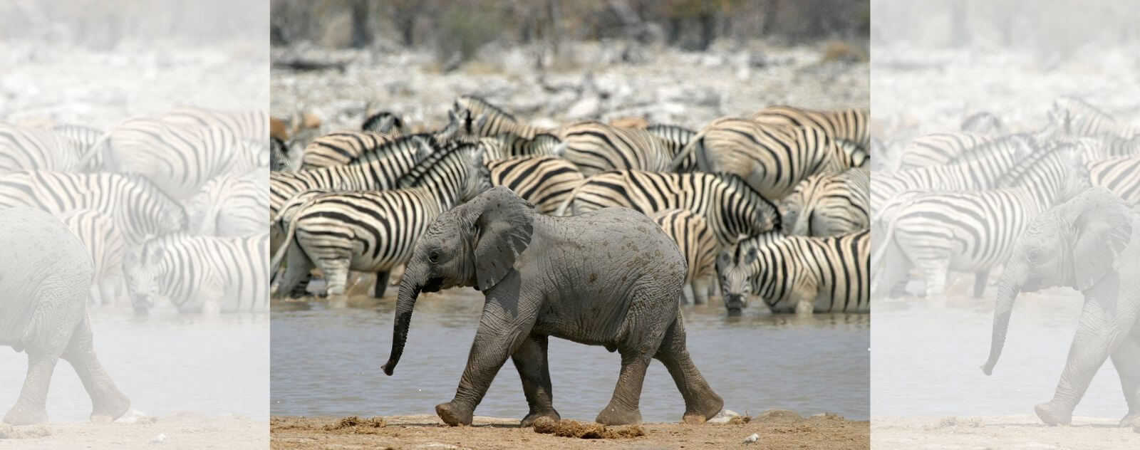 Cría de elefante frente a cebras