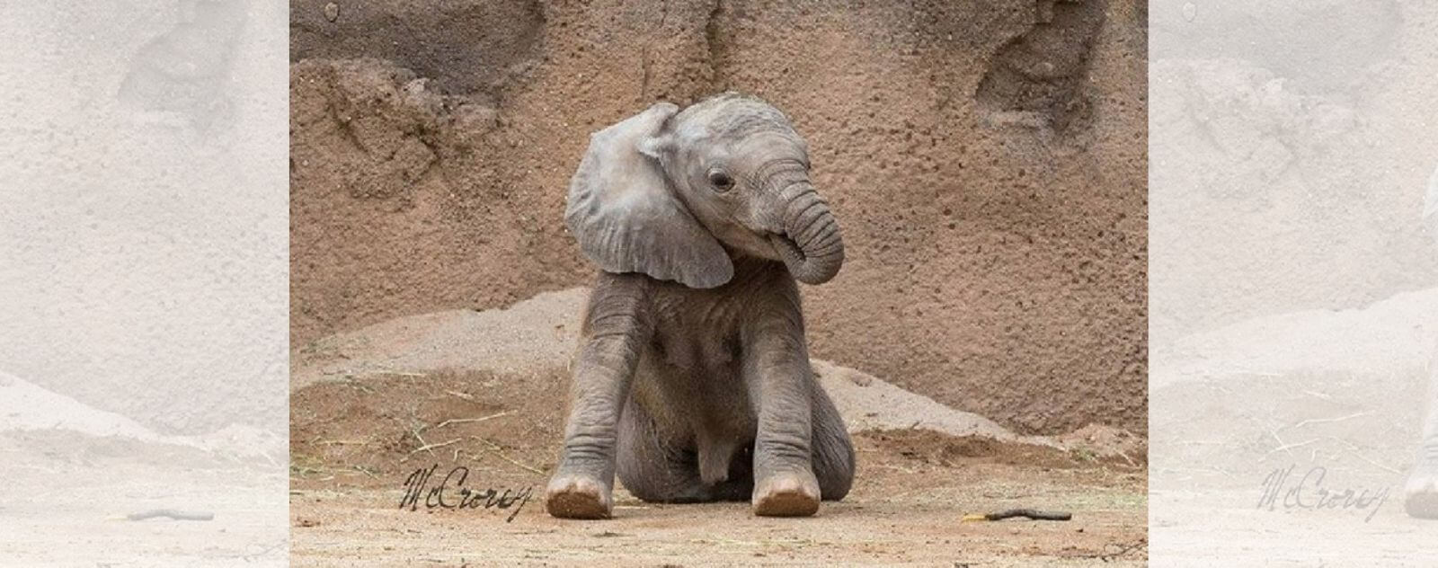 Elefante bebé chupando su trompa