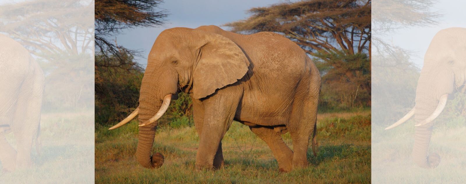 African Elephants with Big Ears