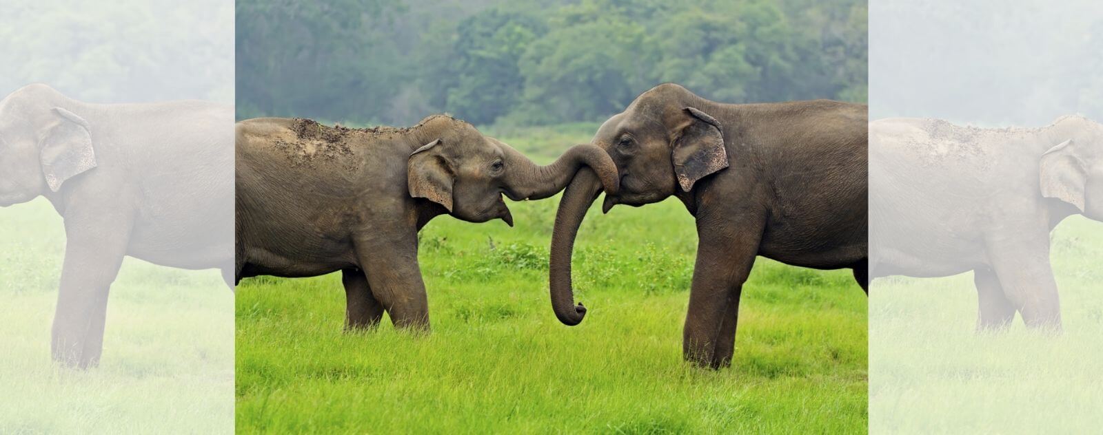 Elefantes que aprietan la trompa para saludar