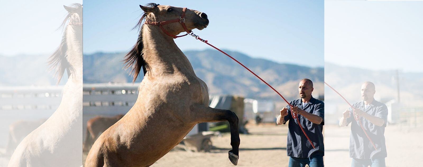 Caballo salvaje doméstico en los Estados Unidos