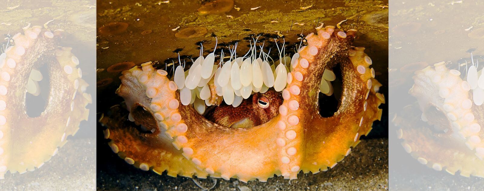 Scallop, Octopus Eggs