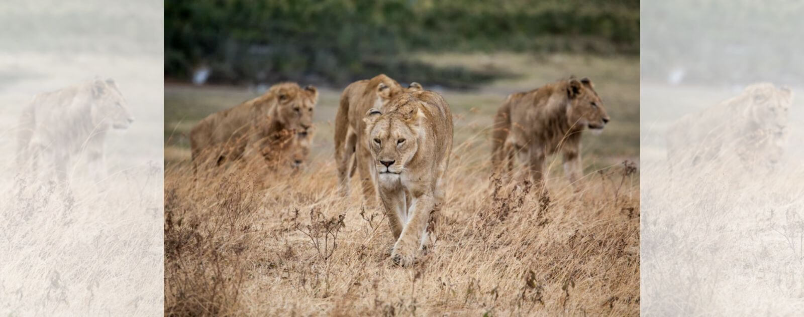 Pride of Lion (Group of Felines)