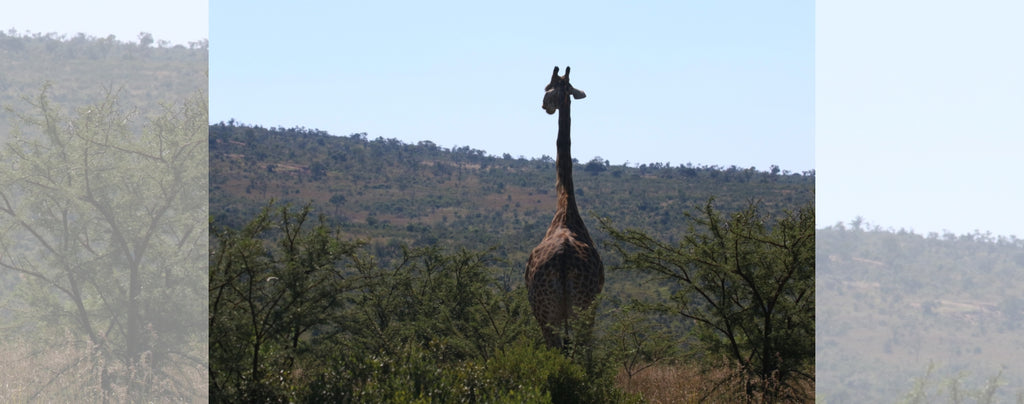 girafe dans la savane