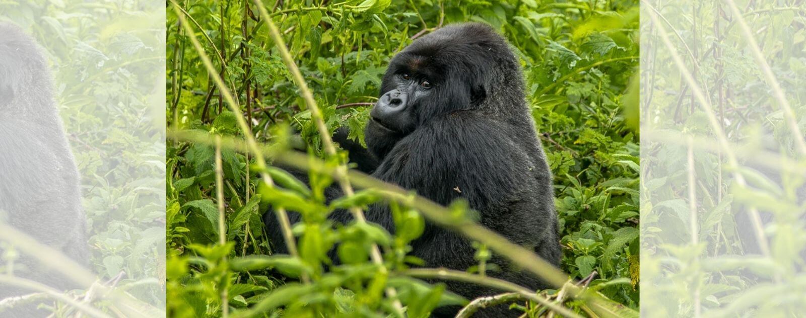 Gorila oriental en la jungla (el primate más grande del mundo)