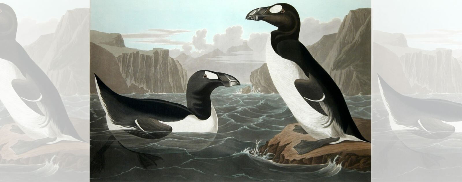 Great Auk