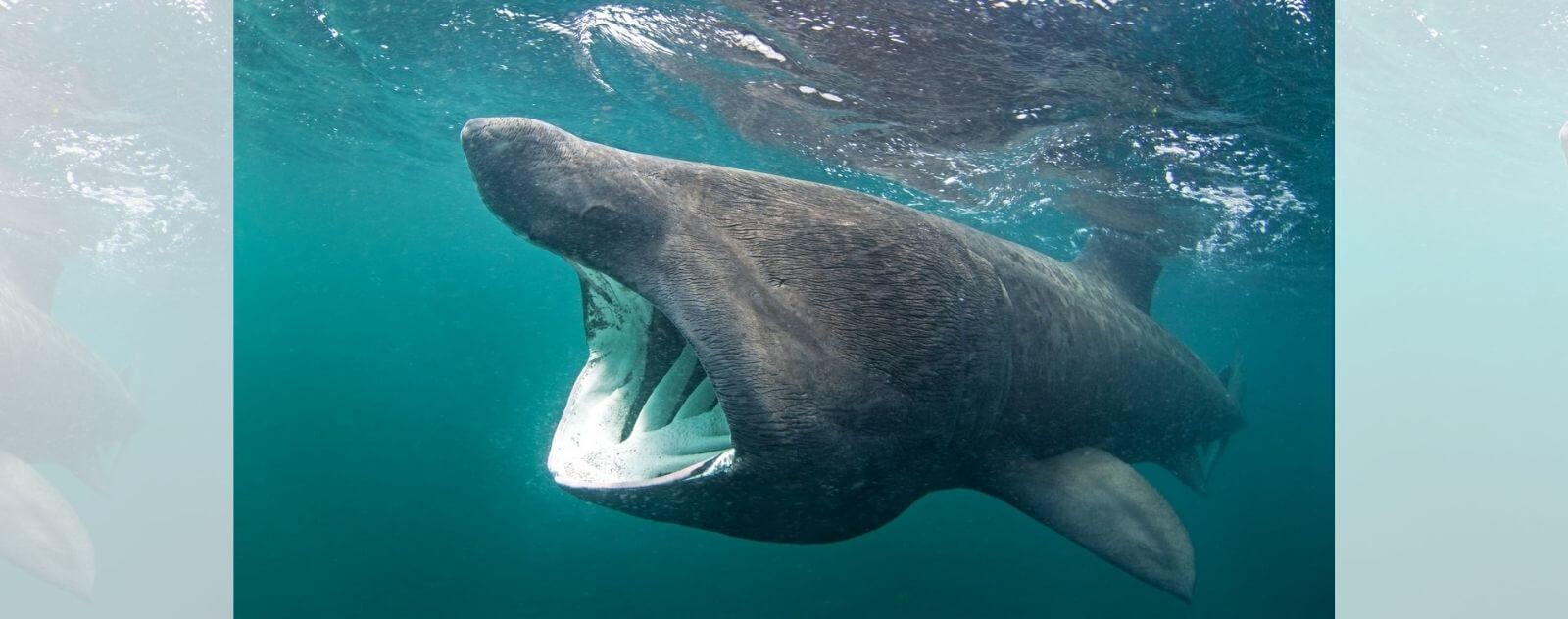 Grand Requin Pèlerin qui Nage la Bouche Grande Ouverte