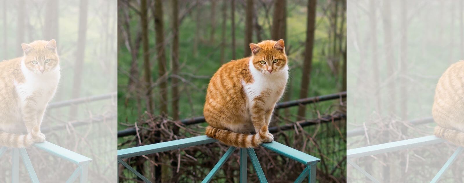 Fat Ginger and White Cat on a Fence