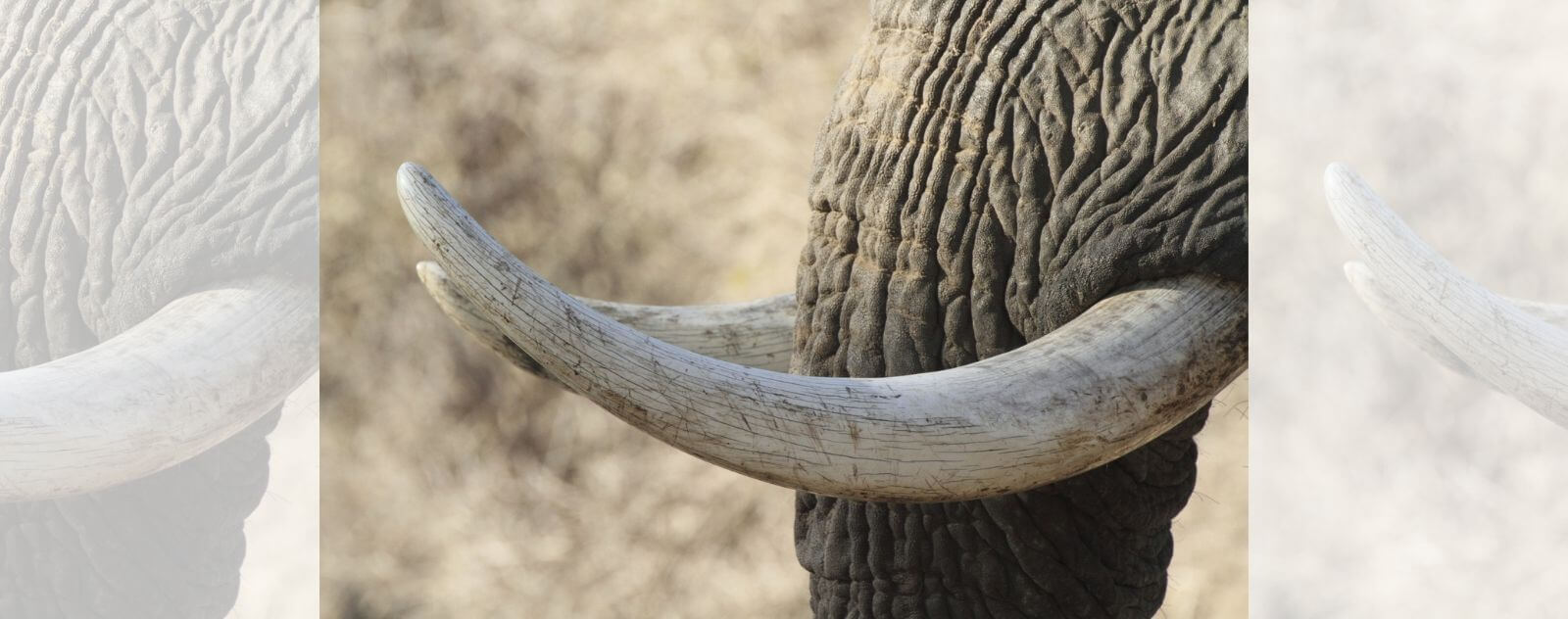 Close Up of an Elephant's Tusk