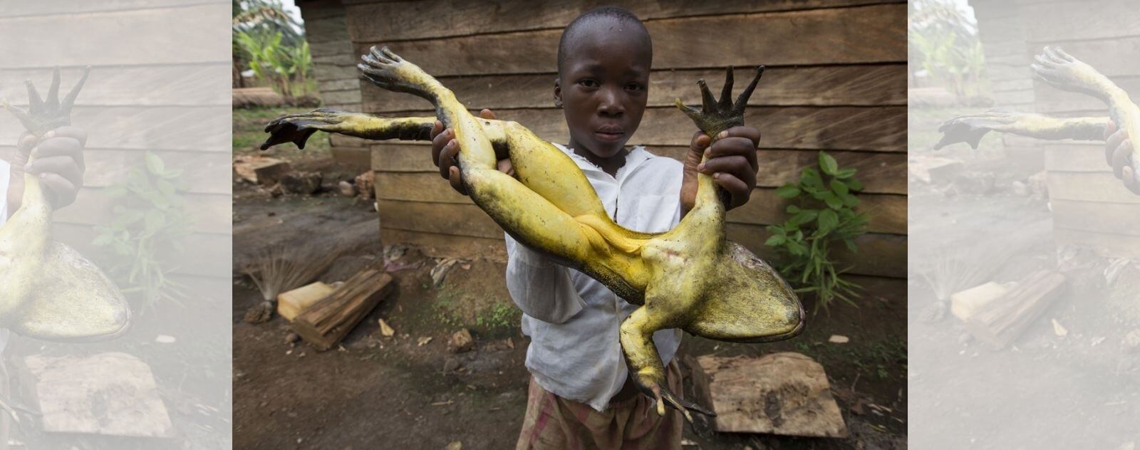 Gran rana Goliat en manos de un niño pequeño
