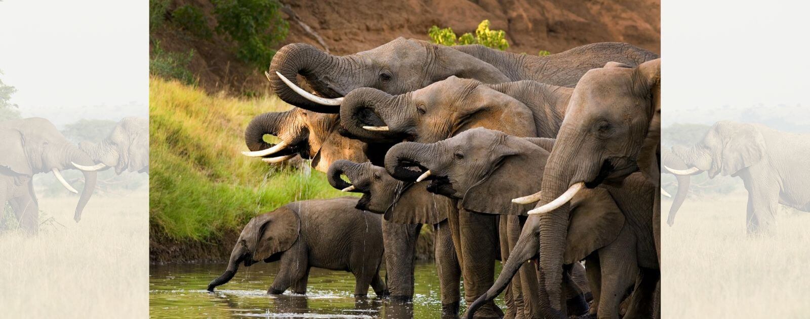 Group of Elephants