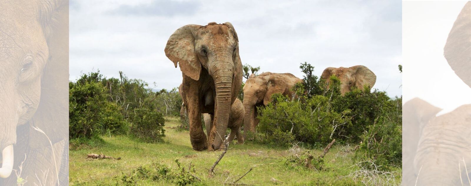 Group of African Elephants