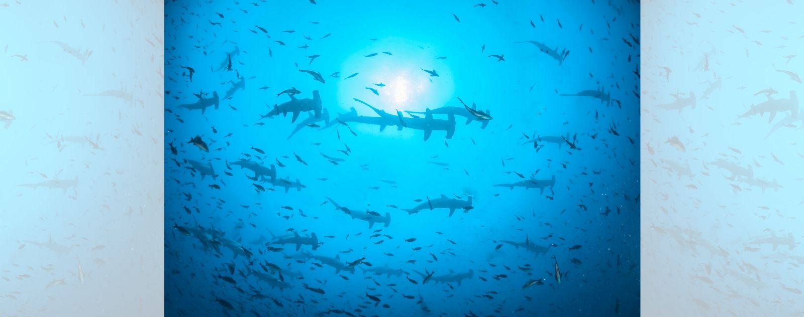 Grupo de tiburones martillo