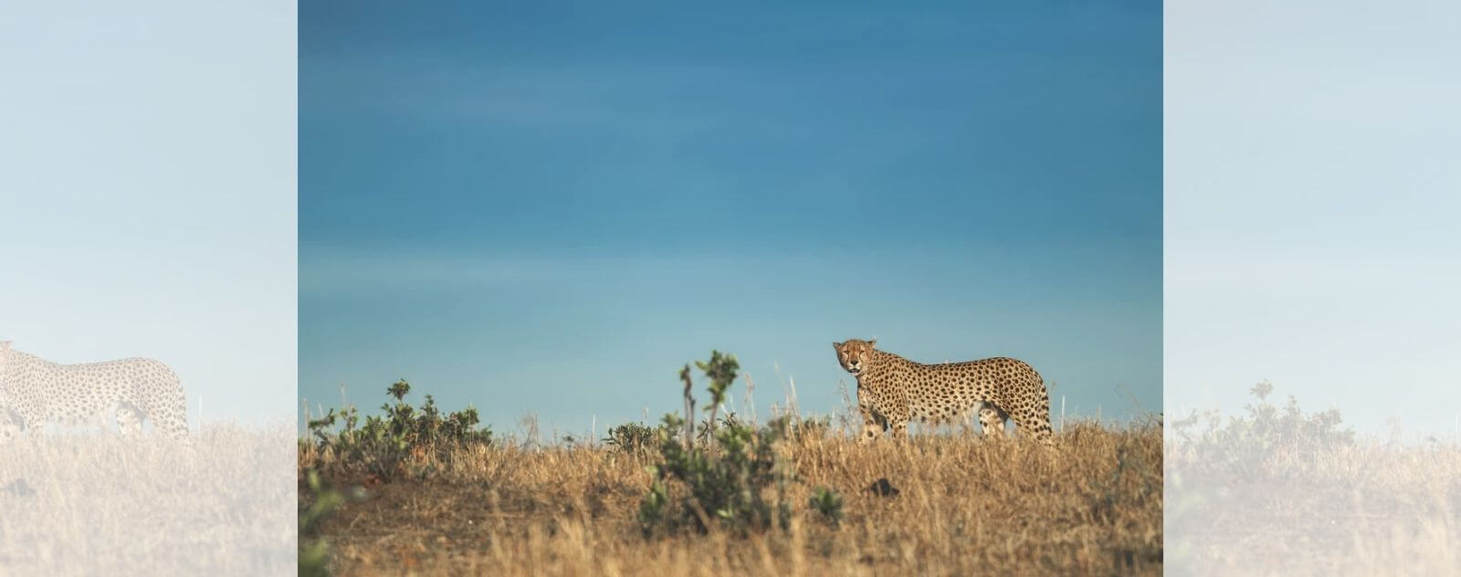 Guepardo en la sabana en una meseta con un cielo azul y el arbusto africano