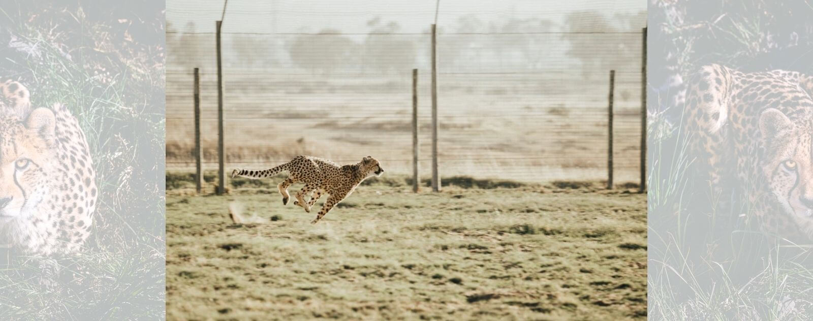 Guepardo corriendo en una reserva natural en África para combatir la pérdida y las amenazas de su hábitat